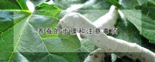 养蚕的步骤和注意事项,第1图