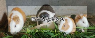 荷兰猪能活多久,第1图