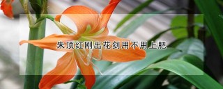 朱顶红刚出花剑用不用上肥,第1图