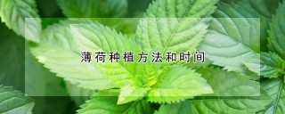 薄荷种植方法和时间,第1图