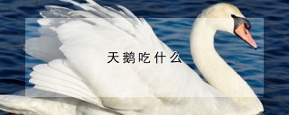 天鹅吃什么,第1图