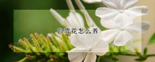 白雪花怎么养,第1图