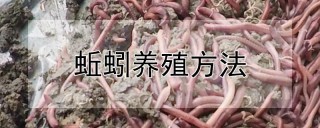 蚯蚓养殖方法,第1图