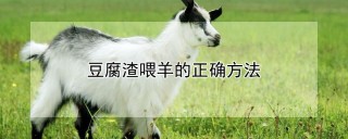 豆腐渣喂羊的正确方法,第1图