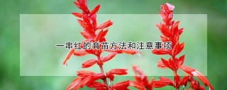 一串红的育苗方法和注意事项,第1图