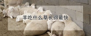 羊吃什么草长得最快,第1图