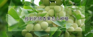 捡到的银杏果怎么种植,第1图