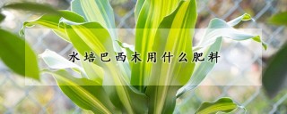 水培巴西木用什么肥料,第1图