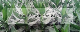 观音竹怎么养才能更旺盛,第1图