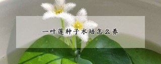 一叶莲种子水培怎么养,第1图