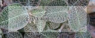 金线莲种植方法技巧,第1图