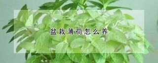 盆栽薄荷怎么养,第1图