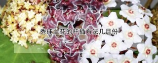 秀球兰花的扦插方法几月份,第1图