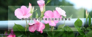 飘香藤冬季的养殖方法和注意事项,第1图