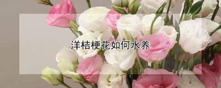 洋桔梗花如何水养,第1图