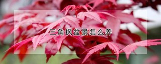 三角枫盆景怎么养,第1图