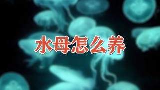 水母怎么养,第1图