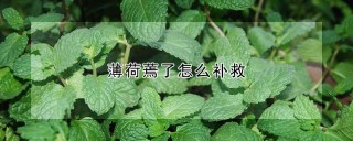 薄荷蔫了怎么补救,第1图