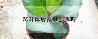 琴叶榕放家里合适吗,第1图