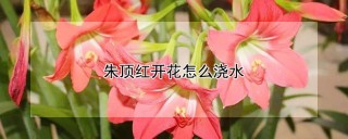 朱顶红开花怎么浇水,第1图