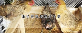 阳台养鸡怎样才不臭,第1图