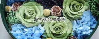 永生花会枯萎吗,第1图