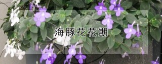 海豚花花期,第1图