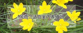 风雨兰适合室内养殖吗,第1图