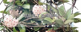 球兰冻了还能活吗,第1图