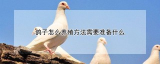 鸽子怎么养殖方法需要准备什么,第1图