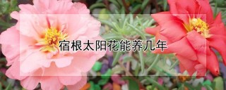 宿根太阳花能养几年,第1图