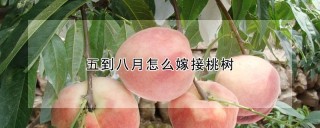 五到八月怎么嫁接桃树,第1图