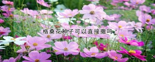 格桑花种子可以直接撒吗,第1图