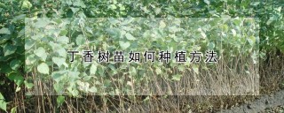 丁香树苗如何种植方法,第1图