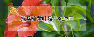 扶桑花黄叶是什么原因,第1图