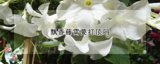 飘香藤需要打顶吗,第1图