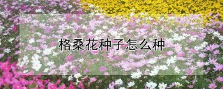 格桑花种子怎么种,第1图