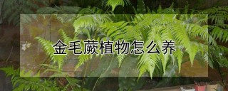 金毛蕨植物怎么养,第1图