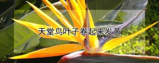 天堂鸟叶子卷起来发黄,第1图