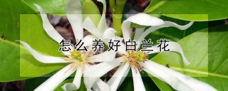 怎么养好白兰花,第1图