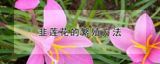 韭莲花的繁殖方法,第1图