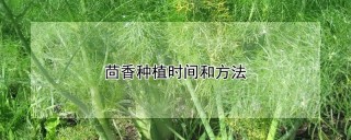 茴香种植时间和方法,第1图