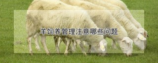 羊饲养管理注意哪些问题,第1图