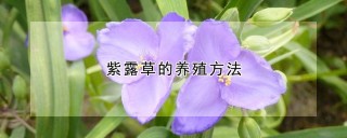 紫露草的养殖方法,第1图