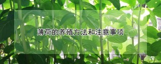 薄荷的养殖方法和注意事项,第1图