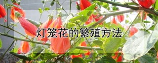 灯笼花的繁殖方法,第1图