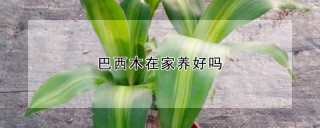 巴西木在家养好吗,第1图