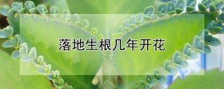 落地生根几年开花,第1图