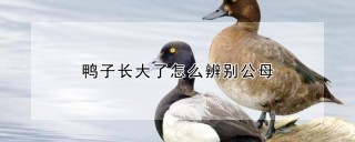 鸭子长大了怎么辨别公母,第1图