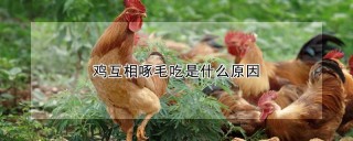 鸡互相啄毛吃是什么原因,第1图